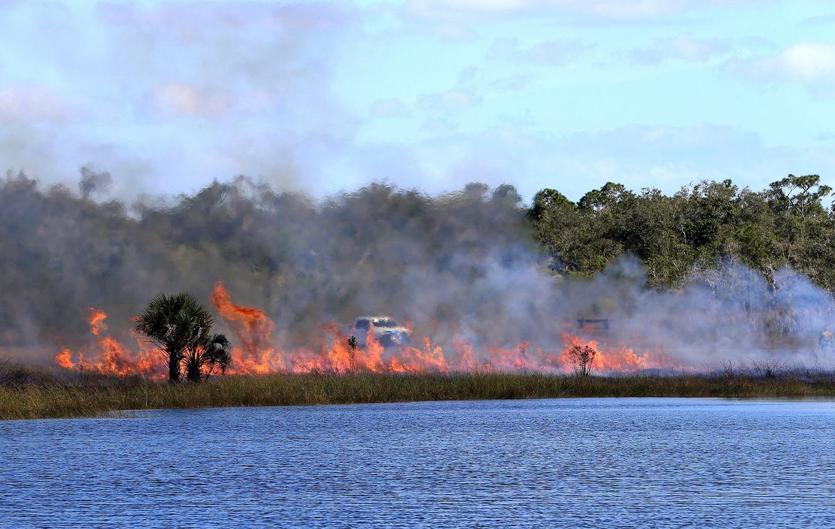 Flames seen on the road near the Ernest F. Coe Visitor Center at Everglades National Park on Feb. 4, 2010. Fire managers at the park this week began a new round of prescribed burns to reduce the risk of wildfires and rejuvenate native plants that naturally depend on fire to flourish.