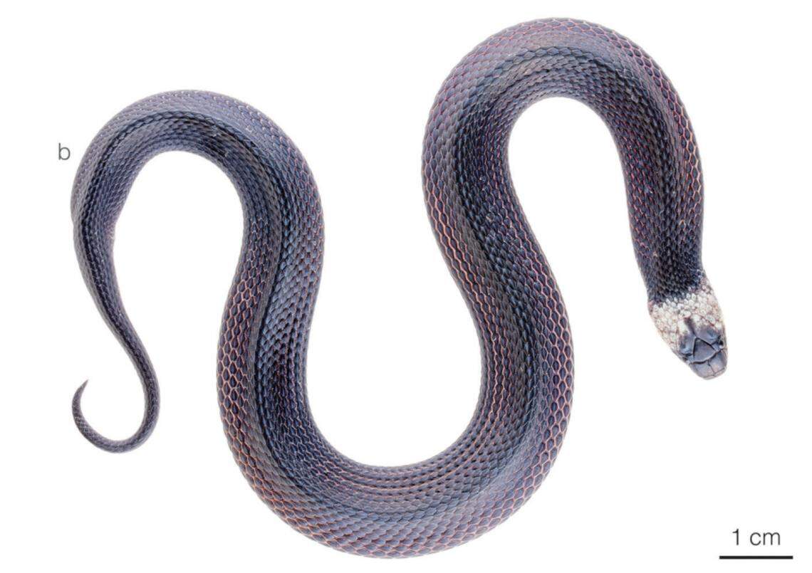A Ninia guytudori, or Tudor’s coffee snake, while engaging in flattening behavior.