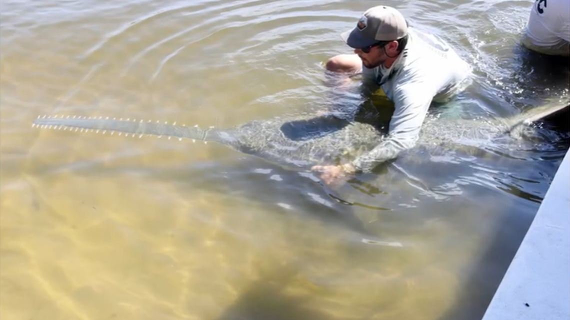 Eight hundred smalltooth sawfish has been tagged by the state since Feburary 2005, and very few have ever been seen again.