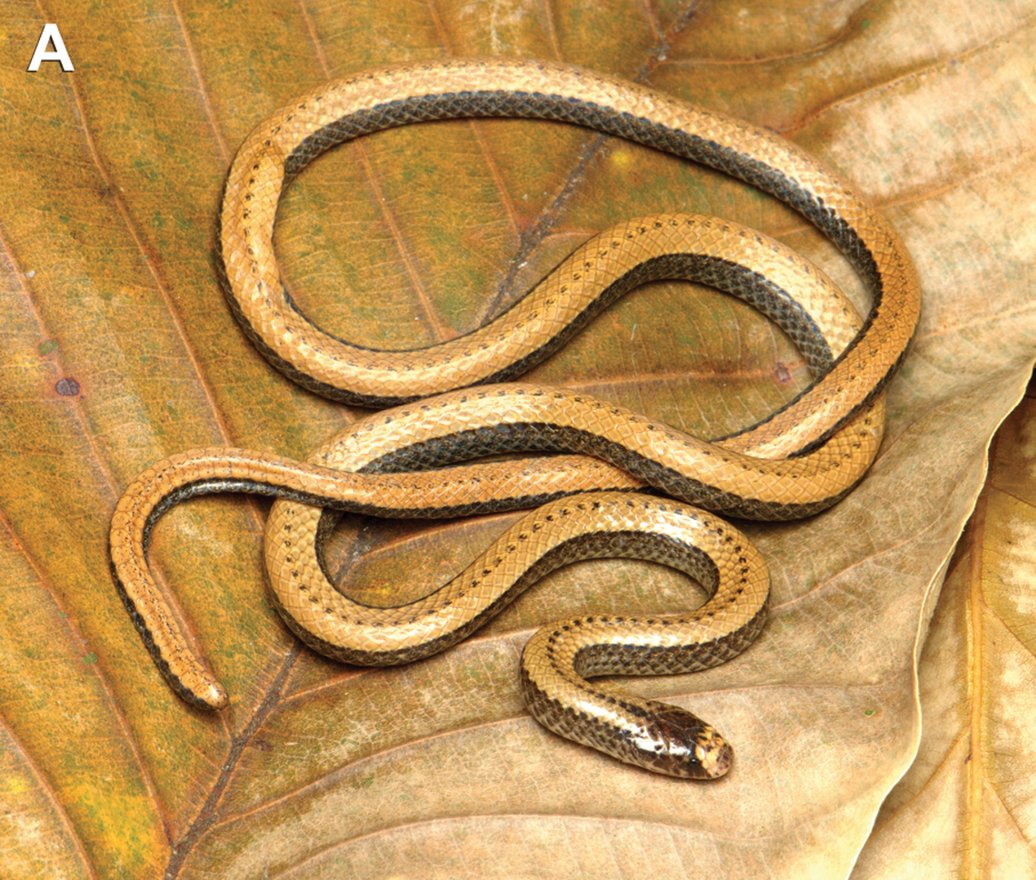 The snake has a “glossy” exterior and relatively small head and tail, researchers said.