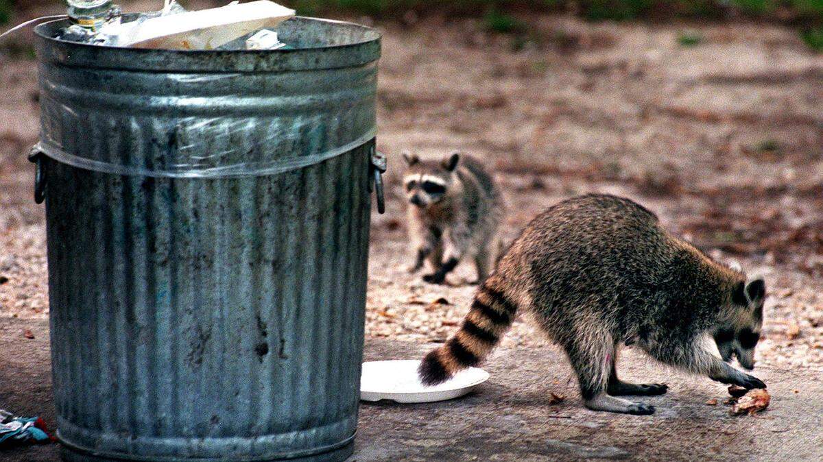 Florida man Ezra James was briefly jailed after a neighbor reported him for allegedly trapping and lighting a raccoon, like these, on fire for eating his mangoes. An officer arrived and shot the raccoon. James faces an animal cruelty charge.