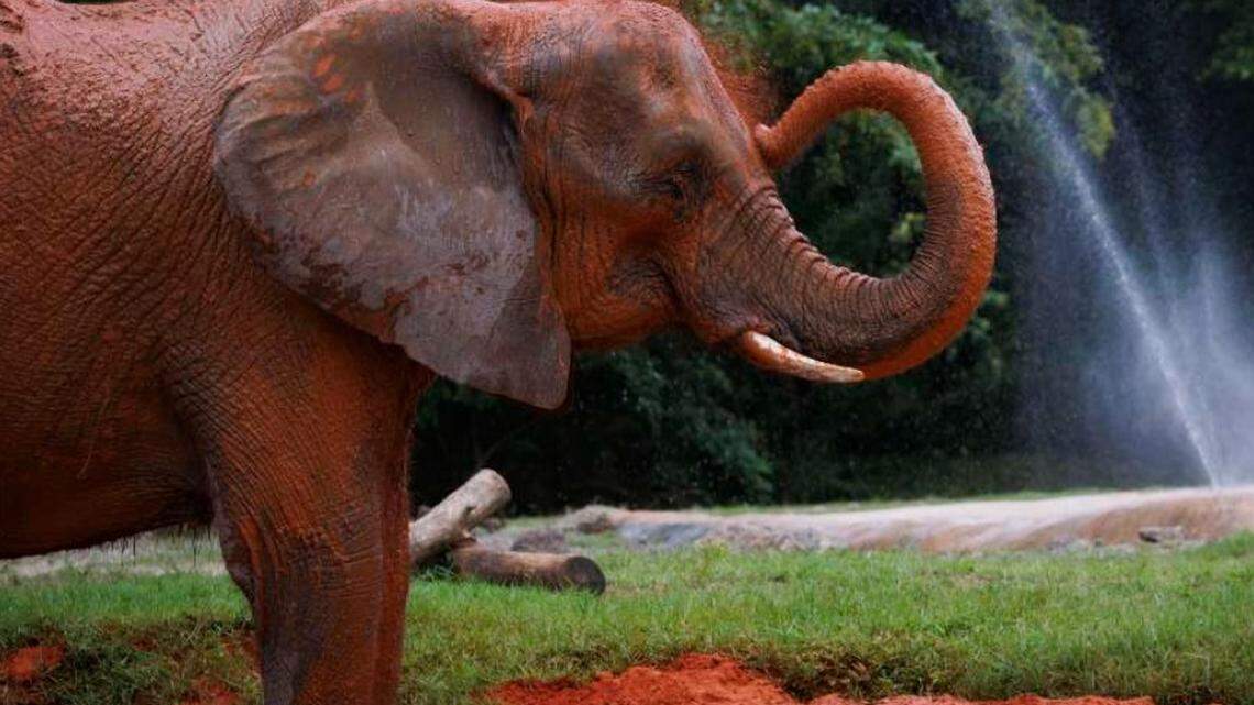 Water main break shuts down Zoo Miami