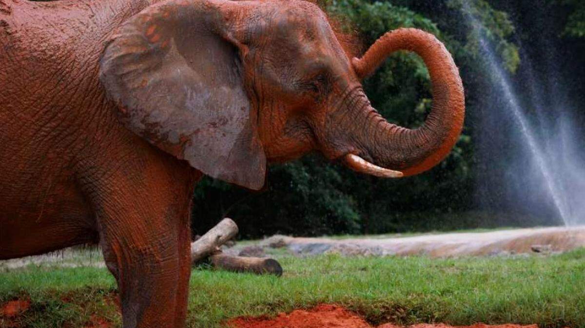 Peggy the African elephant sprays wet clay on herself to keep cool during the day on Tuesday, July 30, 2024, at Zoo Miami. Elephants use the wet clay like a sunscreen to keep the sun off of their bodies.