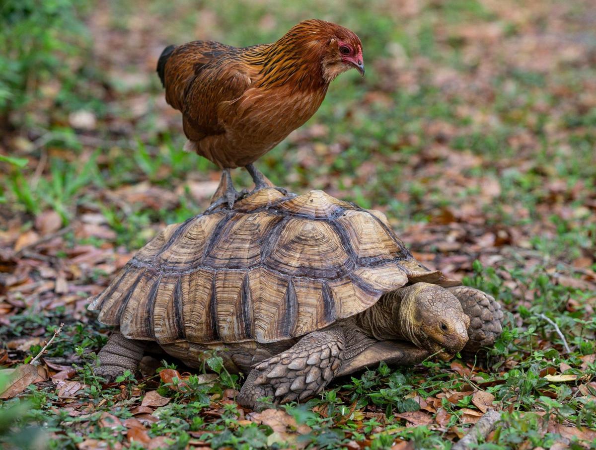 Explorer, a sulcata tortoise owned by a Pinecrest family, escaped from the backyard recently and was found via Nextdoor messages. He is seen here reunited at home with a friend, one of the family’s four chickens who share the yard with four cats and three dogs. “We always have a zoo at our house,” said owner Yuliya Linhares.