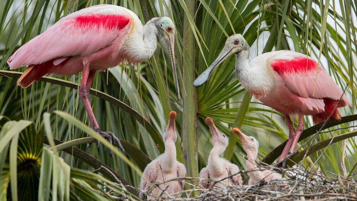As rising seas invade the Everglades, spoonbills are finding new homes