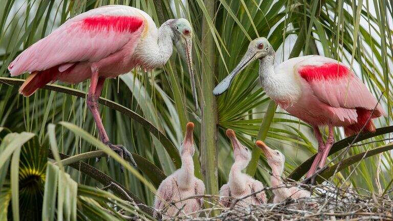 As rising seas invade the Everglades, spoonbills are finding new homes