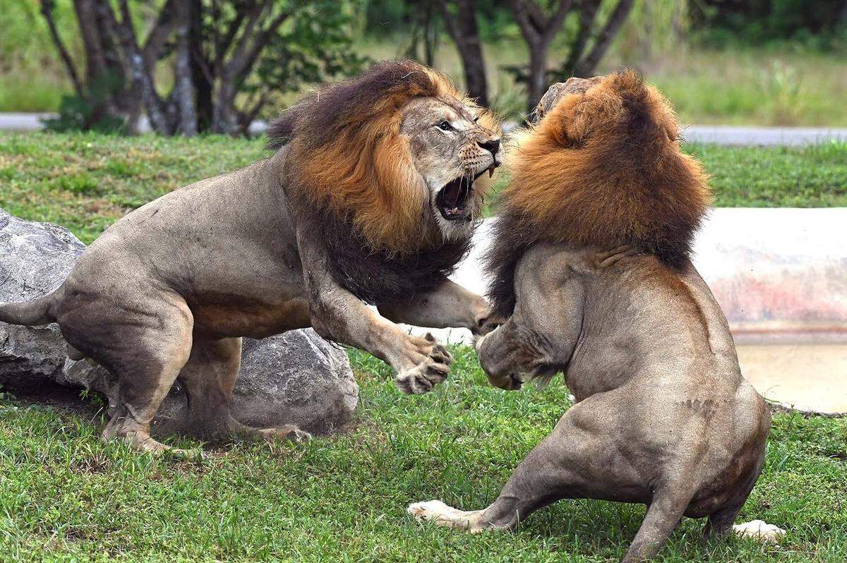 Two adult 8-year-old male lions, Jabari (left) and Kwame (right), fighting to determine the hierarchy between them as they were introduced to two females on the lion exhibit for the first time in 2016. They are brothers, and after several confrontations, Jabari established himself as the dominant male. Soon after, tempers calmed and they now accept each other’s presence, enabling Zoo Miami to be one of the less than a handful of zoos in the country to successfully exhibit a coalition of adult males with females on a single exhibit.