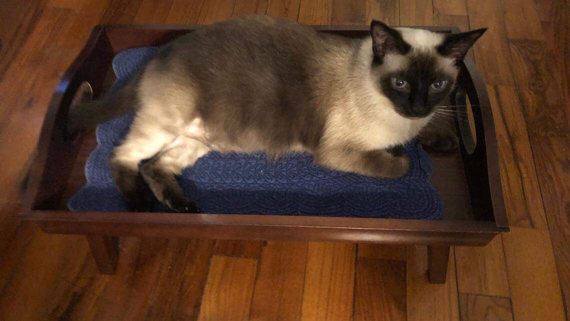 Sheah Rarback’s cat was treated with a food allergy by her vet. Her treatment was similar to how you would test for a food allergy in humans.