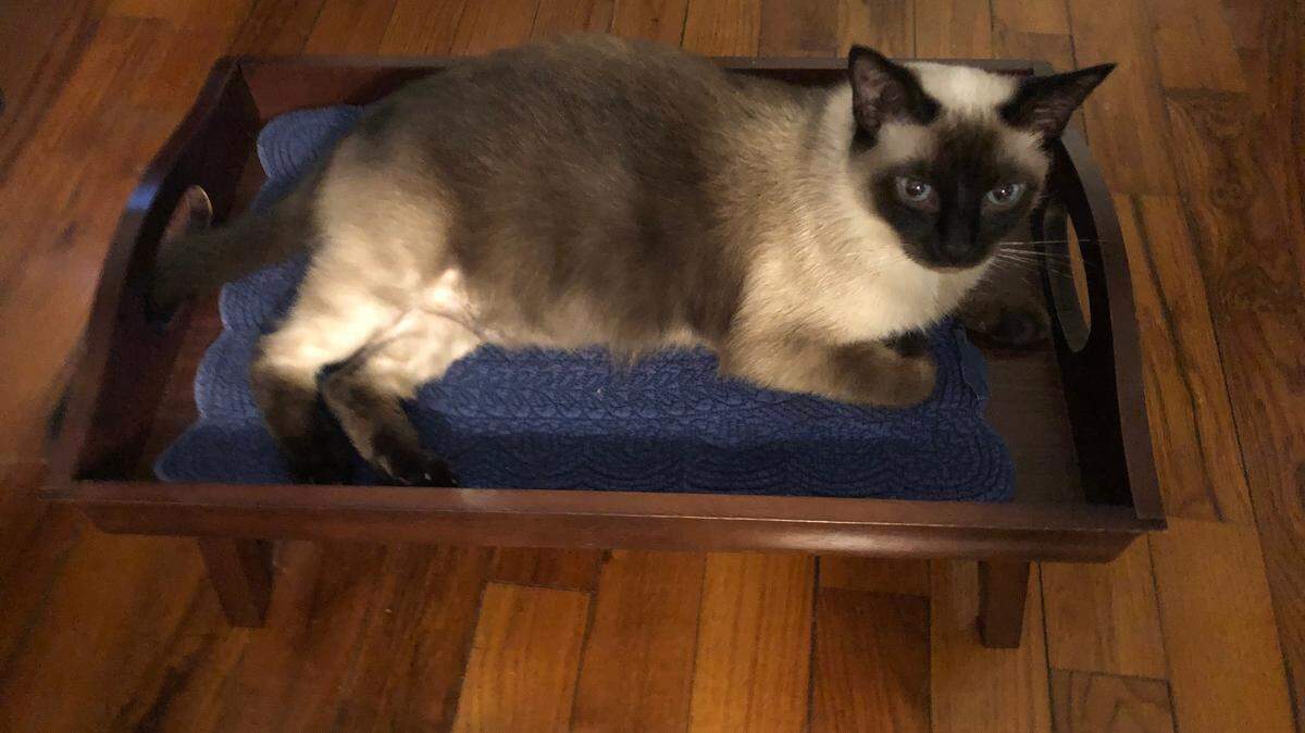 Sheah Rarback’s cat was treated with a food allergy by her vet. Her treatment was similar to how you would test for a food allergy in humans.
