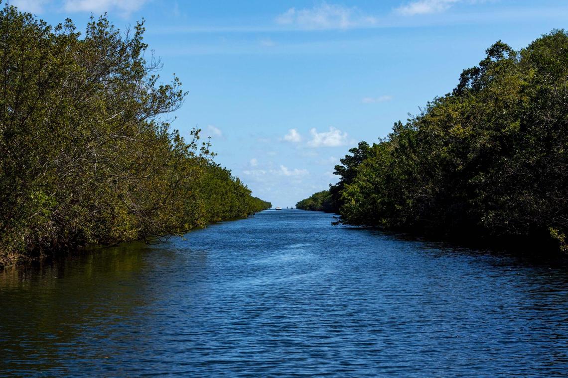 Snapper Creek Canal looking toward Biscayne Bay with R. Hardy Matheson Preserve to the left, Feb. 5, 2025, in Coral Gables, Fla. Federal agents, working with Coral Gables Police, detained two groups of Chinese migrants in January that had been dropped off by the canal.