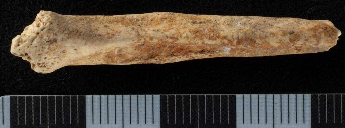 The baculum, or dog penis bone, was stained red from a type of clay, researchers said.