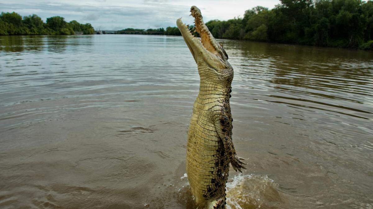 In Florida, both the wildlife and the humans have been newsworthy.