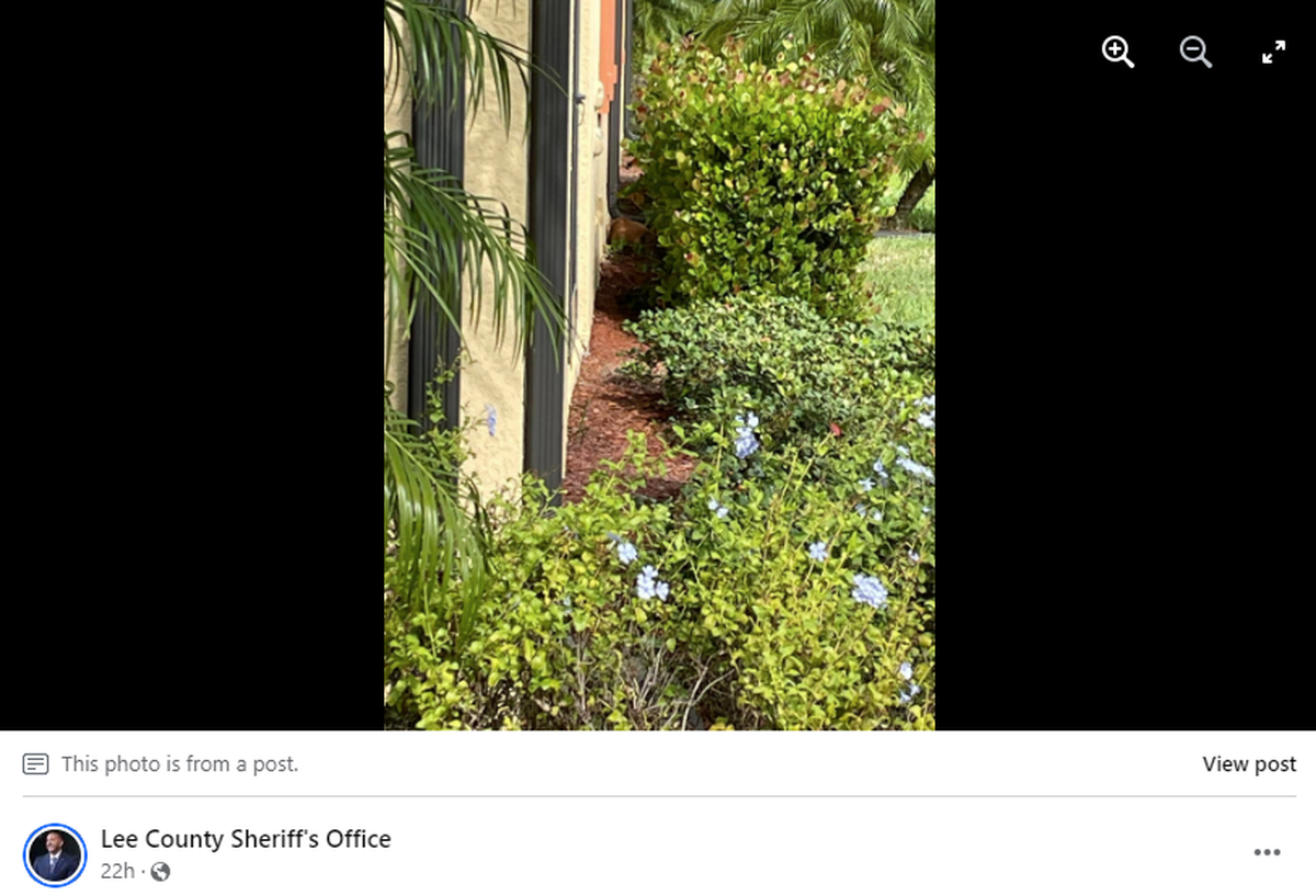 The fluffy lump was spotted behind a bush near a stairwell in southwest Florida.