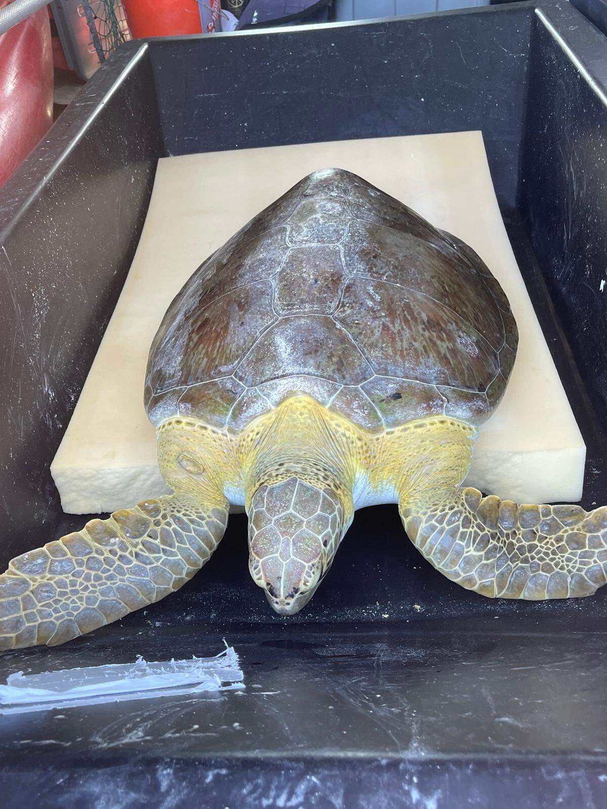 Buddy, a juvenile green sea turtle rests in a bin before being taken for treatment for injuries to the Turtle Hospital in the Florida Keys Monday, March 28, 2022.