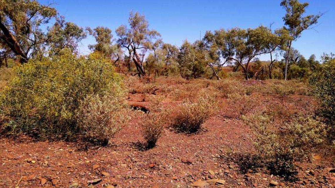 More than 80 feet under the blazing hot surface of western Australia, a small creature lives its entire life in the dark.