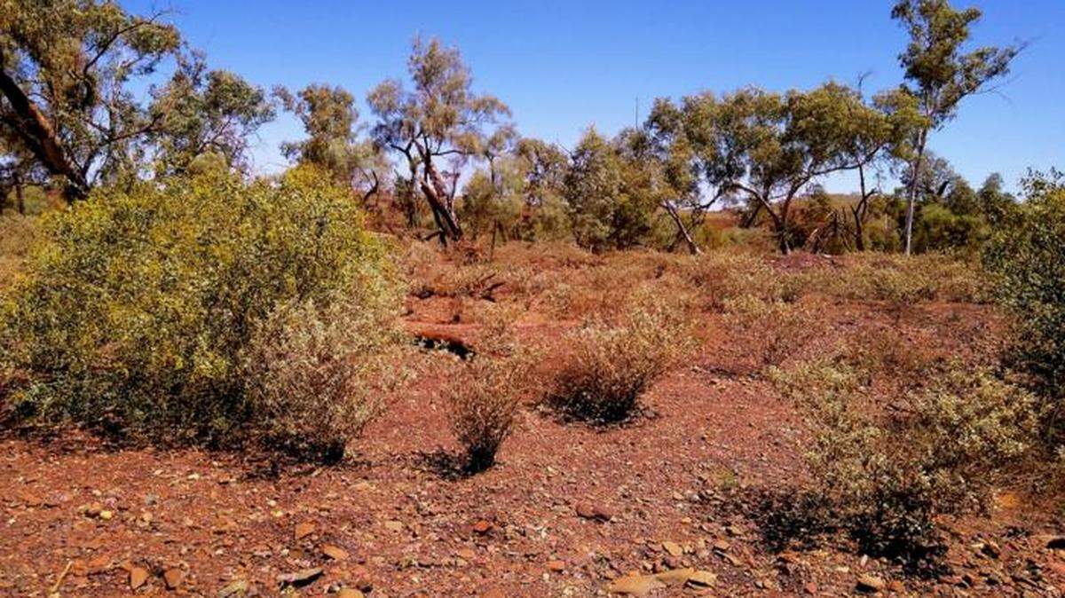 More than 80 feet under the blazing hot surface of western Australia, a small creature lives its entire life in the dark.