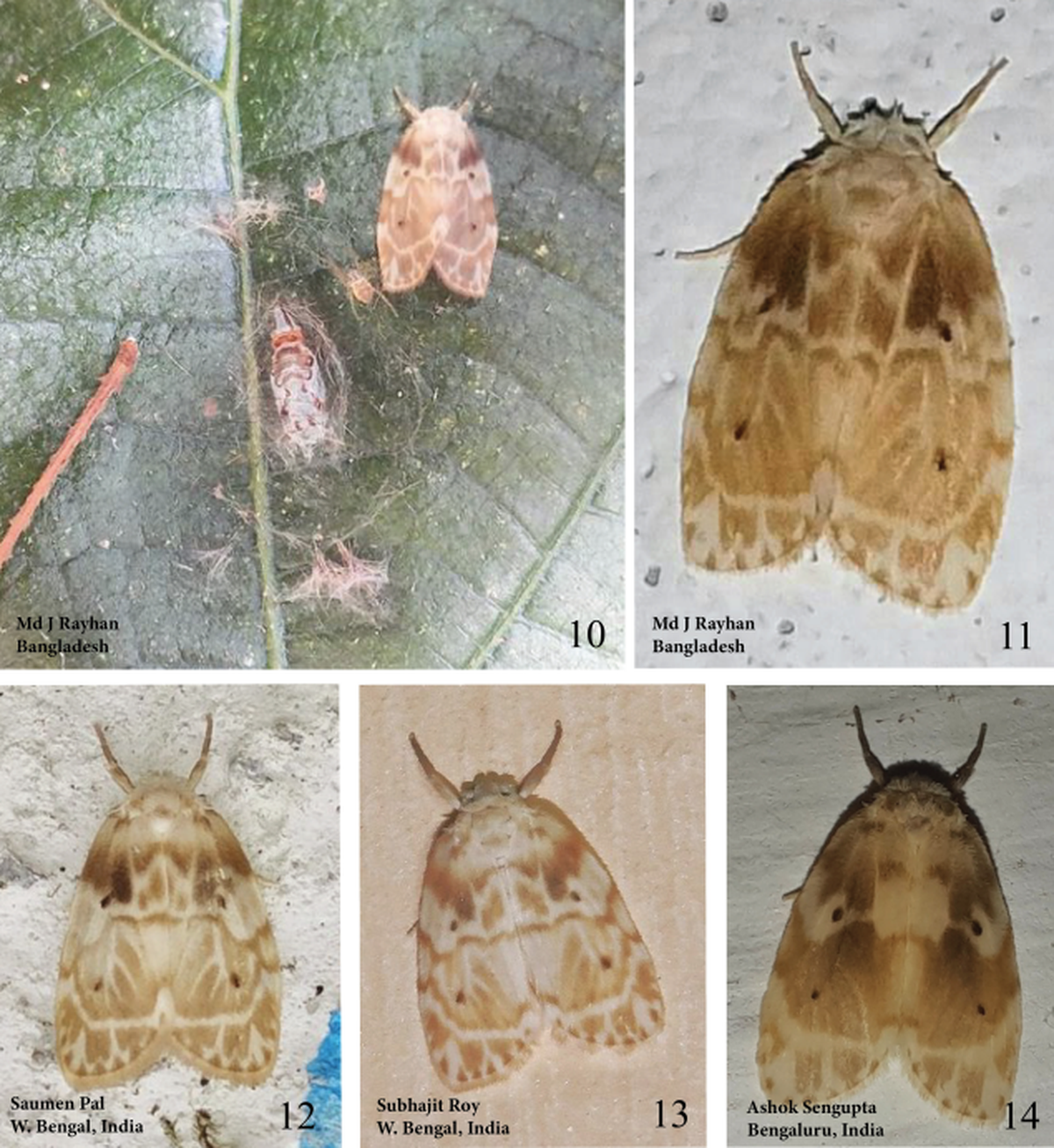 The “clearly marked patterns” of the moth differentiate it from other known species, researchers said.