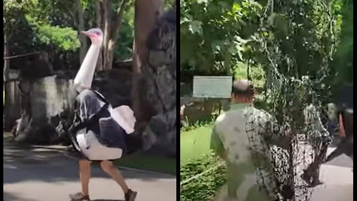 Zoo keepers at the Chiang Mai Zoo in Thailand practiced their animal escape plan with the help of a man dressed in an ostrich costume, video footage showed.
