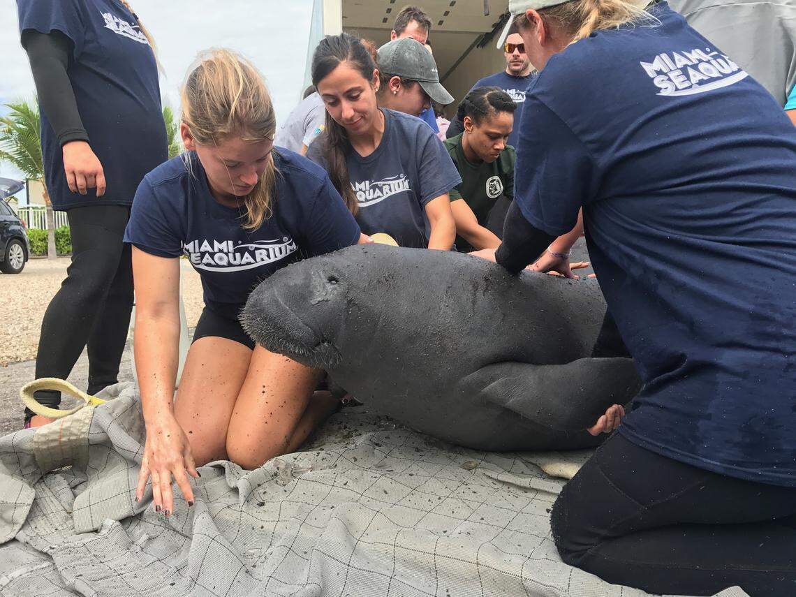 A juvenile manatee raises its head as biologists with the Miami Seaquarium prepare to release the mammal back into the wild in Key Largo Thursday, Nov. 15. The manatee’s mother was killed in 2016 by a boat propeller.