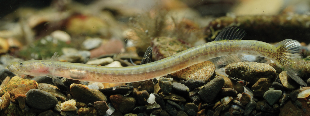 The long creature was not a worm or eel, but a type of goby fish.