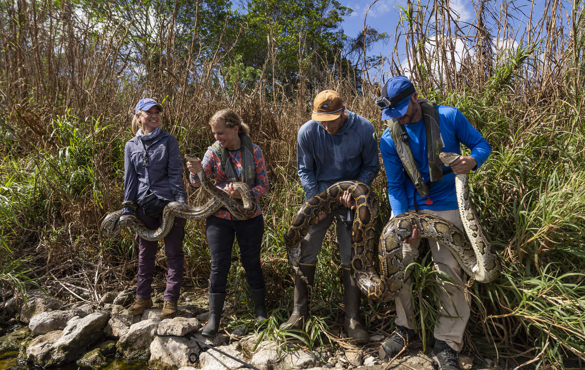 Croc docs program coordinator Melissa Miller, Rep. Debbie Wasserman-Schultz, and researchers Brandon Welty and Eric Suarez hold two snakes they caught from tracking their scout snake.