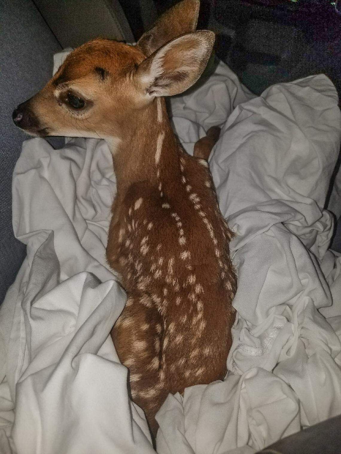 This Key deer, part of an endangered population in the Keys, was saved from the brush fire that broke out April 22, 2018, on Big Pine Key.