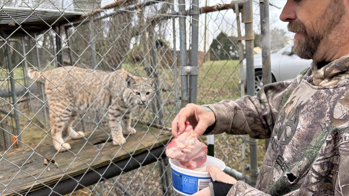 Robert Sory prepares to feed meat to a bobcat at his home in Thompson's Station, Tennessee.