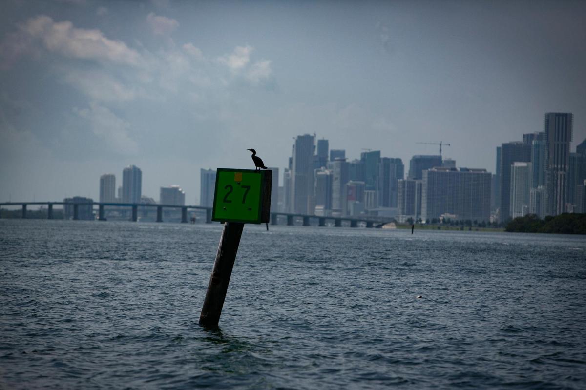 A bird roosts on a channel marker in northern Biscayne Bay, where nutrient pollution appears to be worsening.