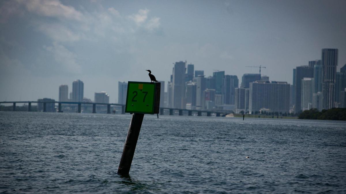 Un pájaro se posa en un marcador de canal en el norte de la Bahía de Biscayne, donde los investigadores de la Universidad de Miami están analizando los criterios clave de calidad del agua: oxígeno, temperatura, salinidad, turbidez y clorofila tras otra reciente mortandad de peces.