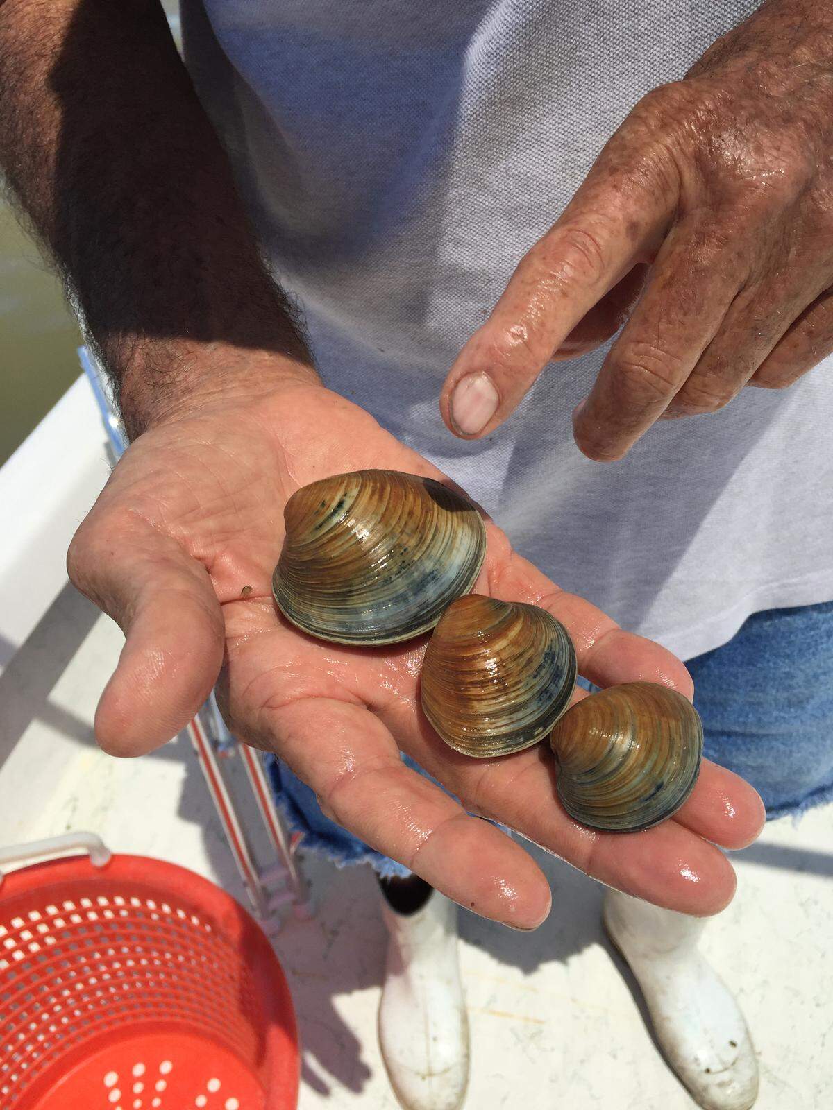 A handful of clams farmed in the shallows off Cedar Key.