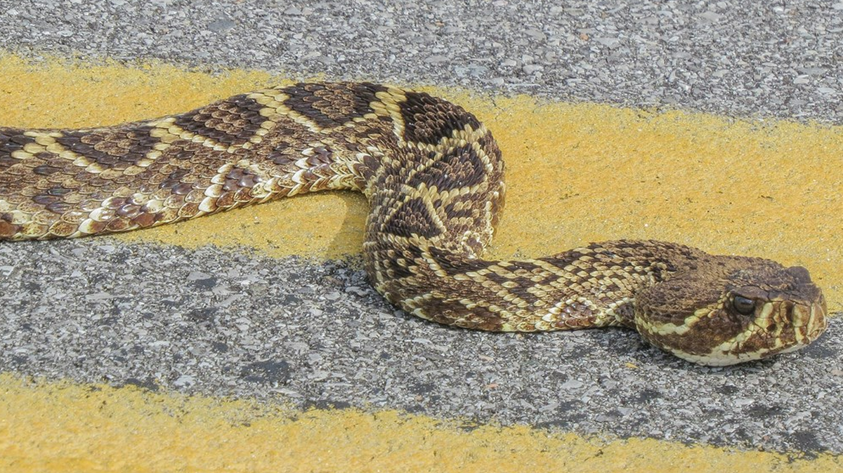 Eastern diamondbacks are native to Florida. They can weigh 10 pounds and reach 6 feet in length, making them “the longest and heaviest venomous snake” in North America, according to the National Park Service.