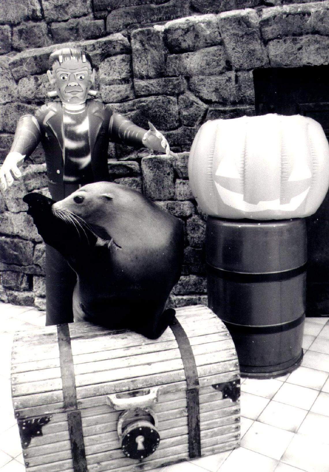 Salty the Sea Lion and friends at the Miami Seaquarium.