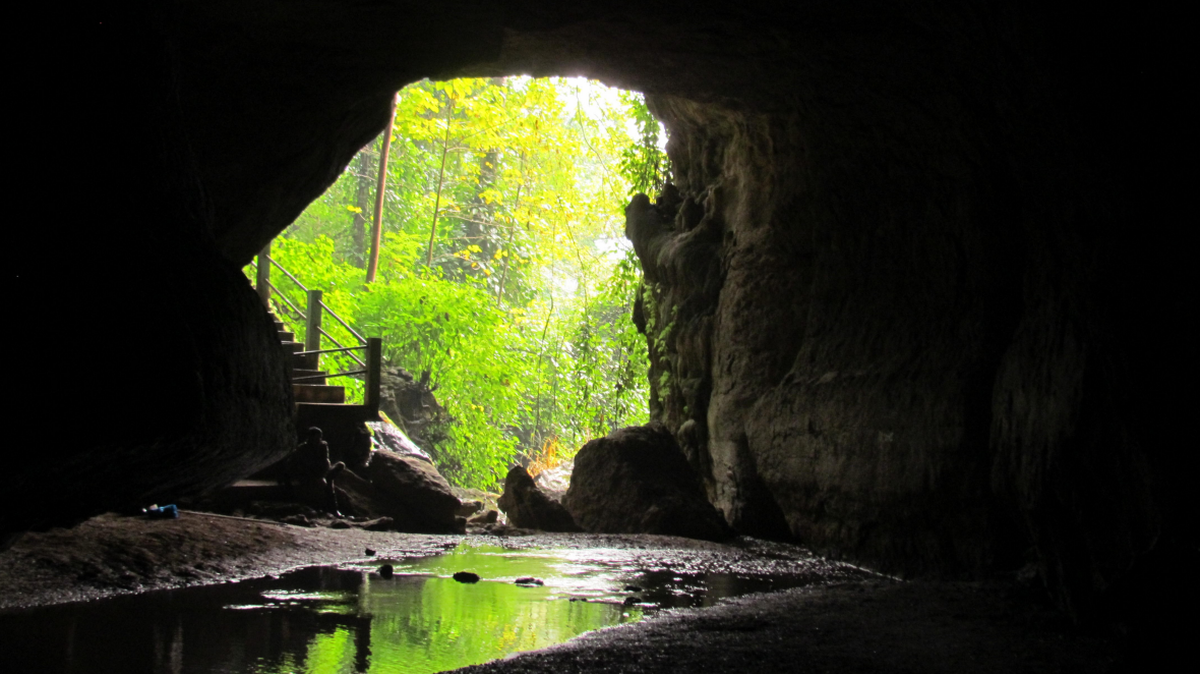 Scientists went spelunking in Meghalaya and found a new species, study says.