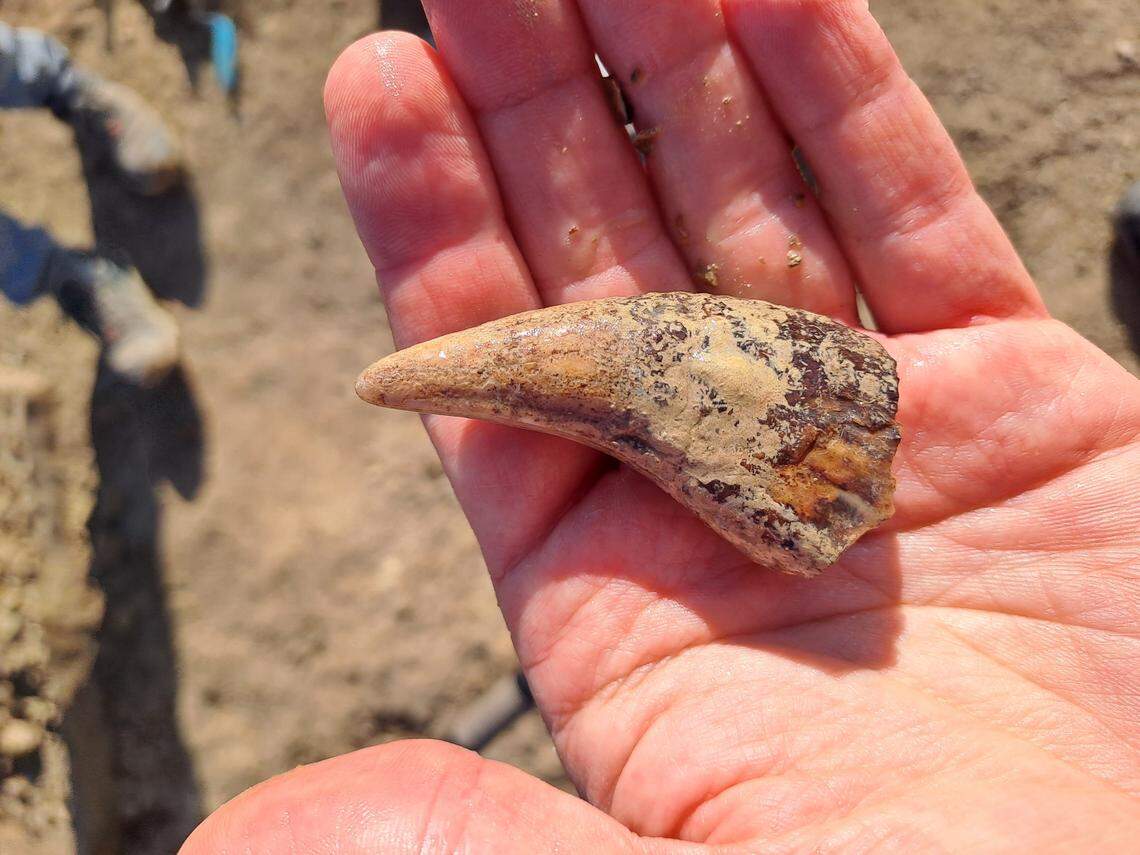 A preserved cave bear tooth.