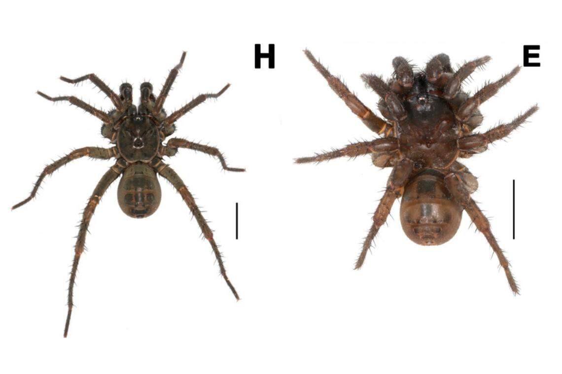 A male (left) and female (right) Songthela zhongpo spider.