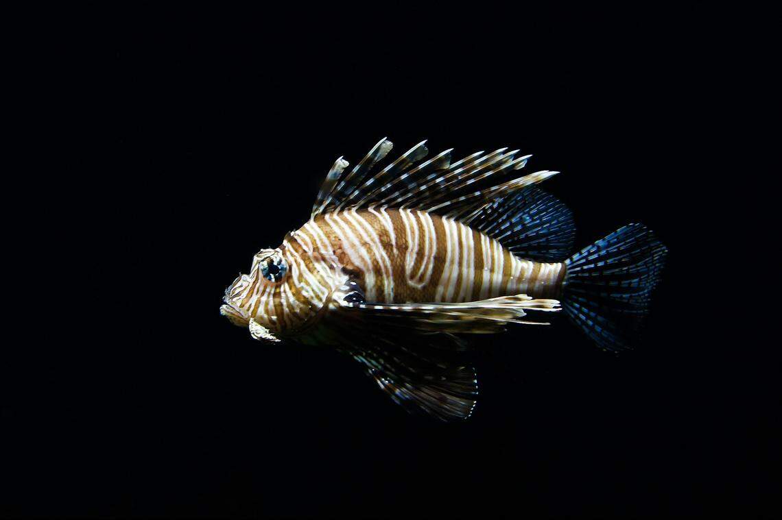 Lionfish are species of scorpionfish that have become invasive in the Gulf of Mexico.
