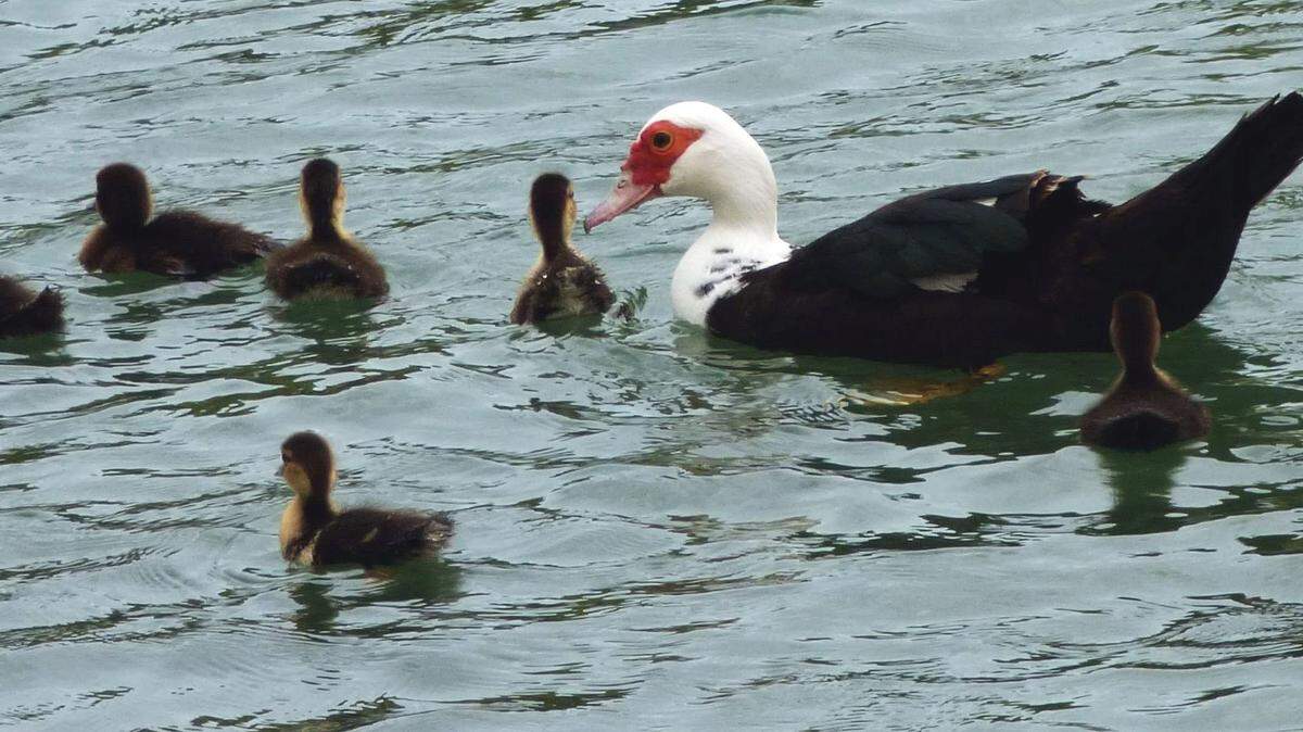 A duck family.