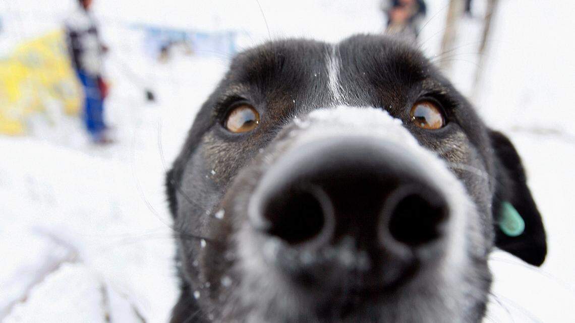 Veterinarians see an over 300% increase in animal emergency hospital visits on Christmas Eve every year.