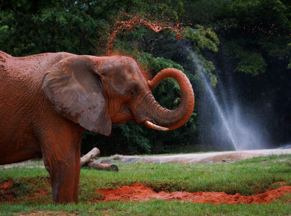 Peggy the African elephant sprays wet clay on herself to keep cool during the day on Tuesday, July 30, 2024, at Zoo Miami. Elephants use the wet clay like a sunscreen.