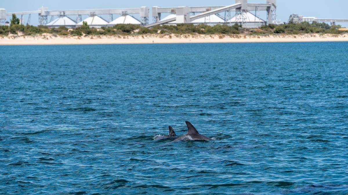 When a massive ocean creature became lost in the Koombana Bay of Western Australia, a pod of dolphins stepped in to help.