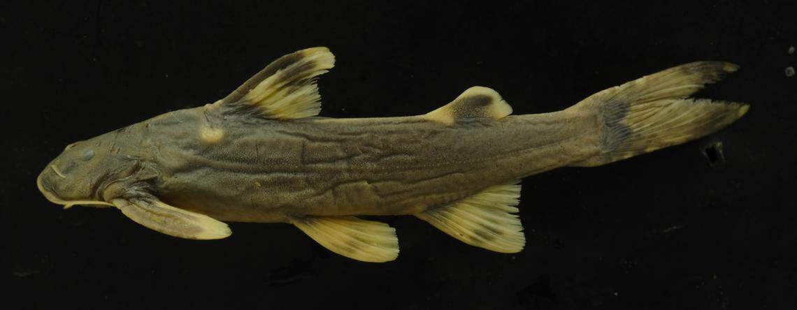 The new catfish species is just three inches long, according to the study.