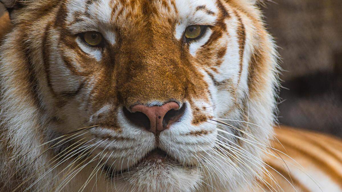 Bala the Tiger