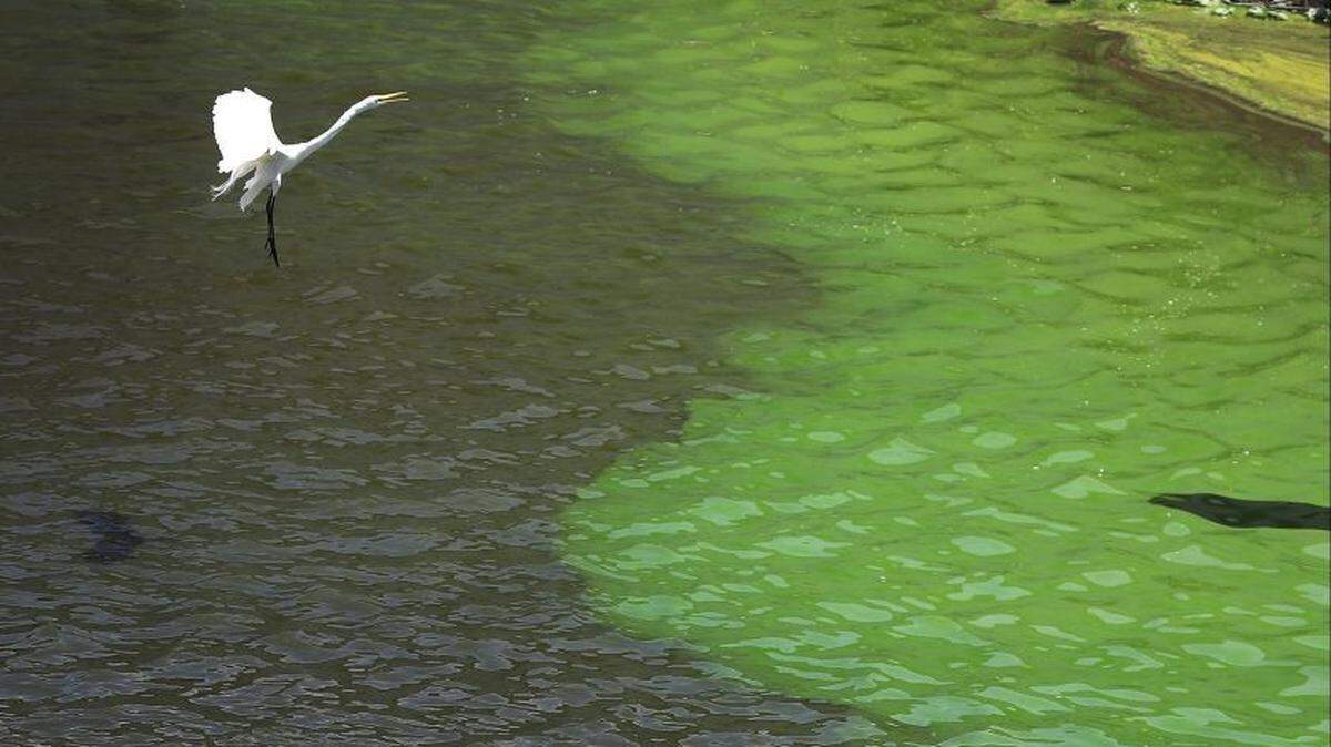 A crane flies over an algae bloom on Lake Okeechobee in. Algae blooms are unsightly and can be deadly.