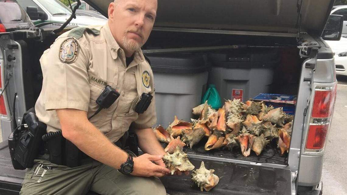 Florida Fish and Wildlife Conservation Commission Officer John Martino holds 40 queen conchs seized from a woman in Key West charged with illegally harvesting them in July 2017.