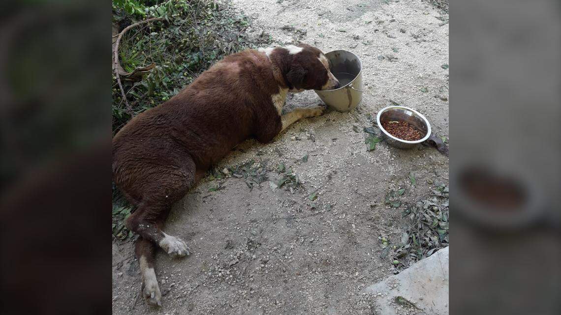 The raging flood waters of Hurricane Dorian devastated the Humane Society of Grand Bahama on Monday, Sept. 2, 2019, killing 113 dogs and cats at the shelter and forcing staffers to seek refuge in a crawl space until they could swim to safety.