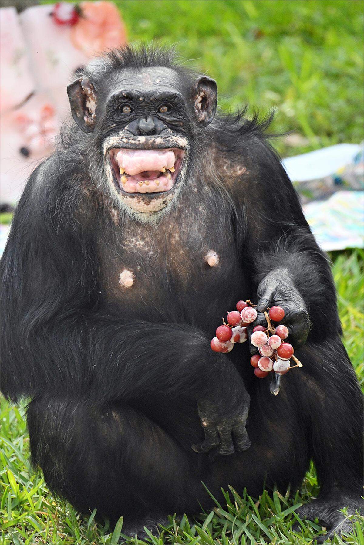 Bubbles smiles as she eats grapes on her 63rd birthday on February 5, 2026.