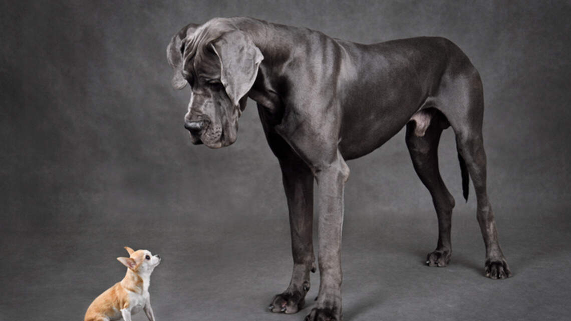 Why Do Large Dogs Age Faster? Scientists Finally Have a Genetic Answer and It Could Help Humans Too