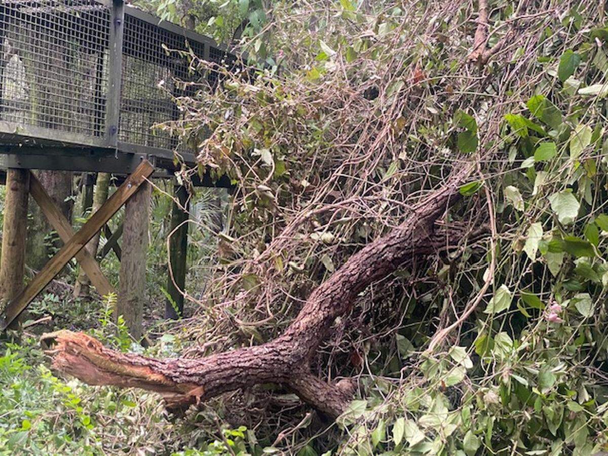 Damage from Hurricane Milton at The Center for Great Apes in Wauchula. Taken Oct. 10, 2024
