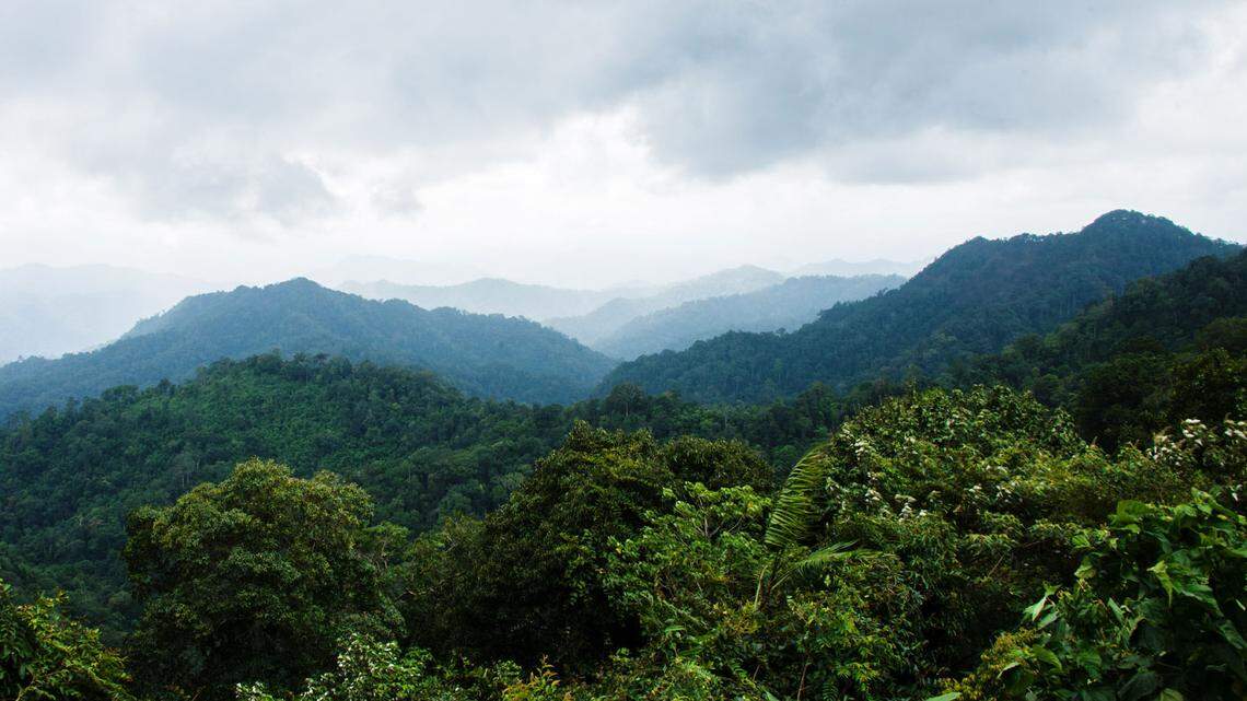 Wildlife officials in Nakhon Si Thammarat in Thailand heard a creature singing and found a rare great argus showing off on trail cameras, photos show.