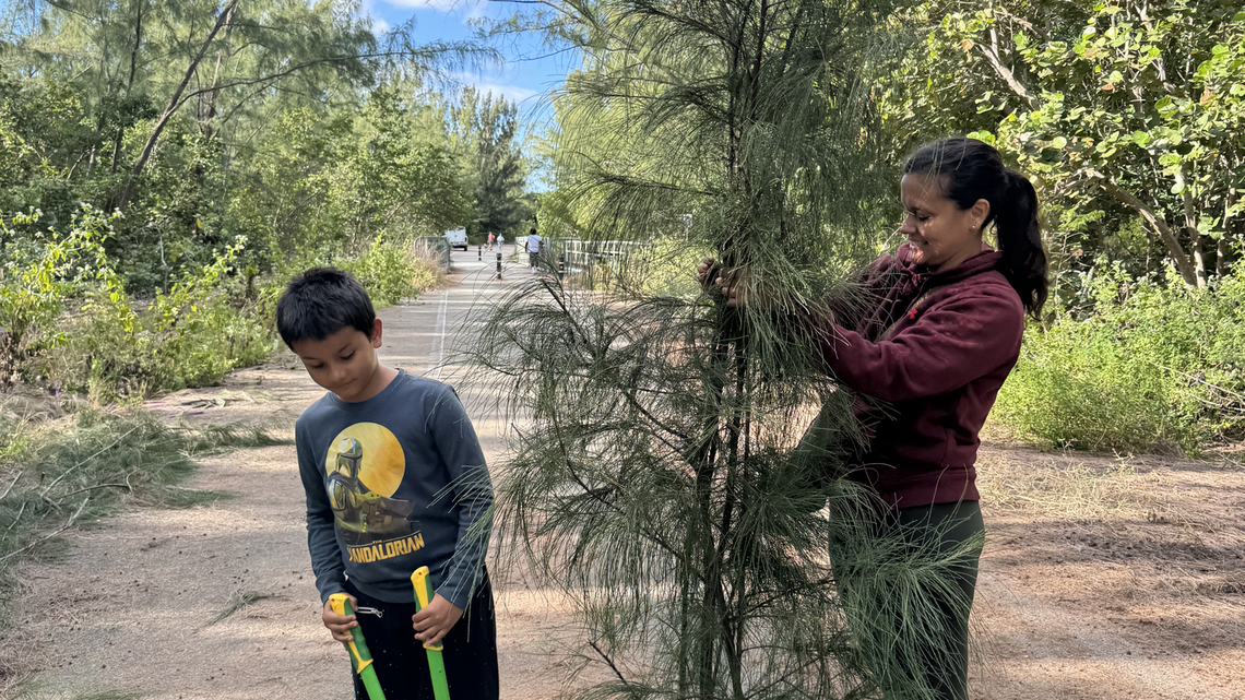 The environmental group, Urban Paradise Guild, is helping interested harvesters cut down the invasive Australian Pine at Arch Creek Park to take home. 